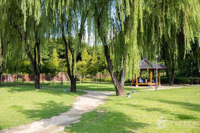 Discover Daegu's Iconic Urban Forest - image 8