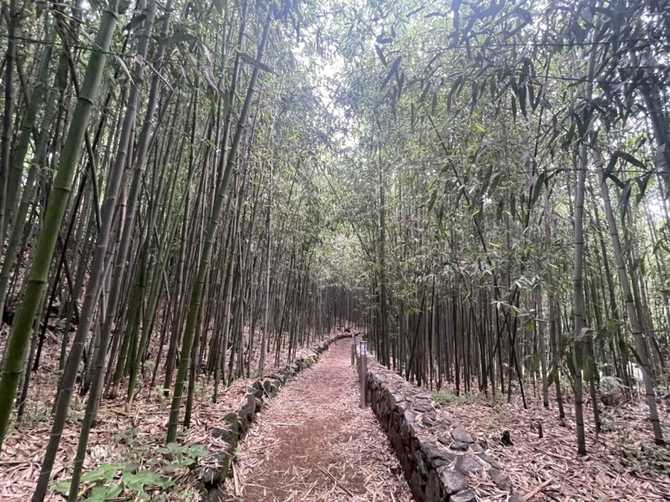 Discover Daechung Valley Bamboo Forest - image 1