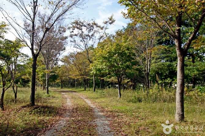 Experience Healing Nature at Yongdam - image 2
