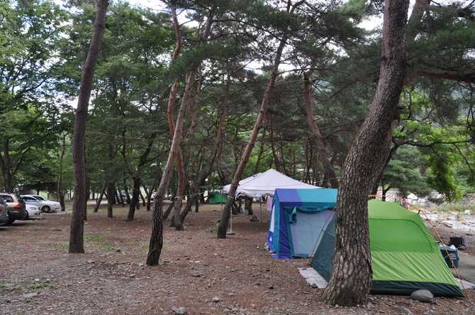 Discover Dapo Forest - image 1