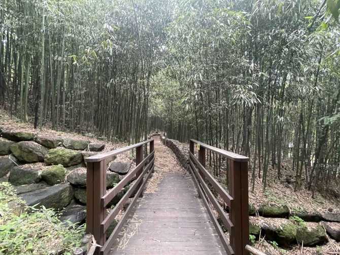 Discover Daechung Valley Bamboo Forest - image 4