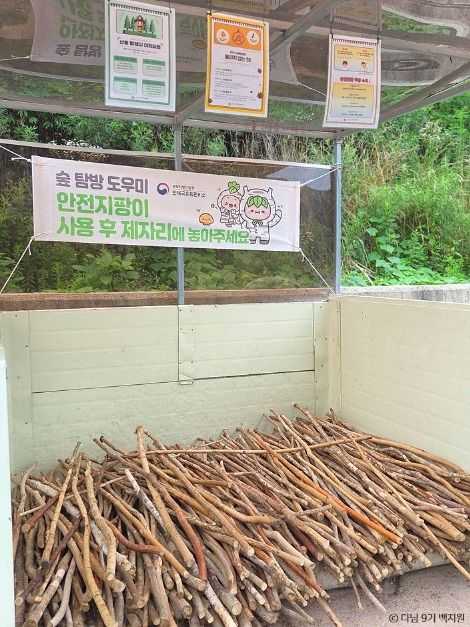 원대리 자작나무 숲 탐방 가이드: 자연과 힐링이 어우러진 숲속 여행 5