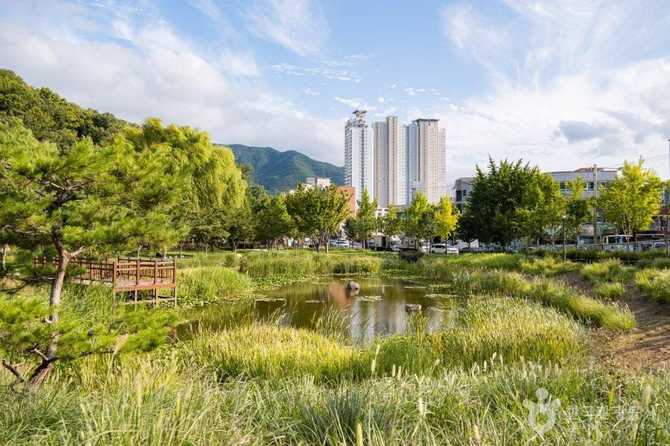 Discover Daegu's Iconic Urban Forest - image 10
