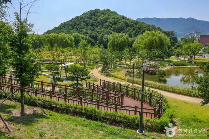 Discover Daegu's Iconic Urban Forest - image 11