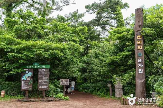 제주 비자림 숲: 천연기념물 비자나무와 자연경관의 보고