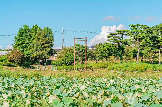 Discover Hampyeong Dalmaji Park - image 2