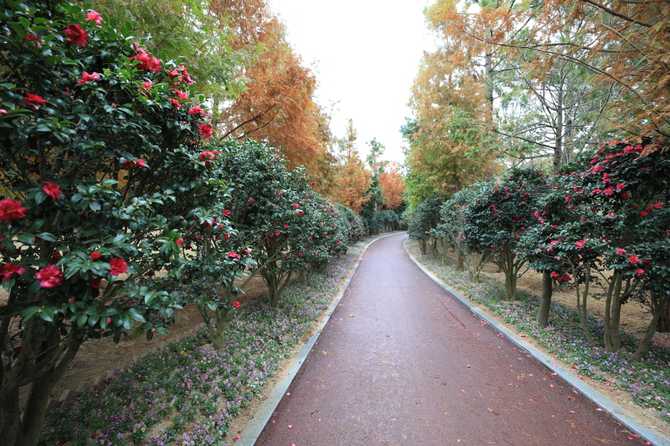 Discover 1004 Islands Bonsai Garden - image 2