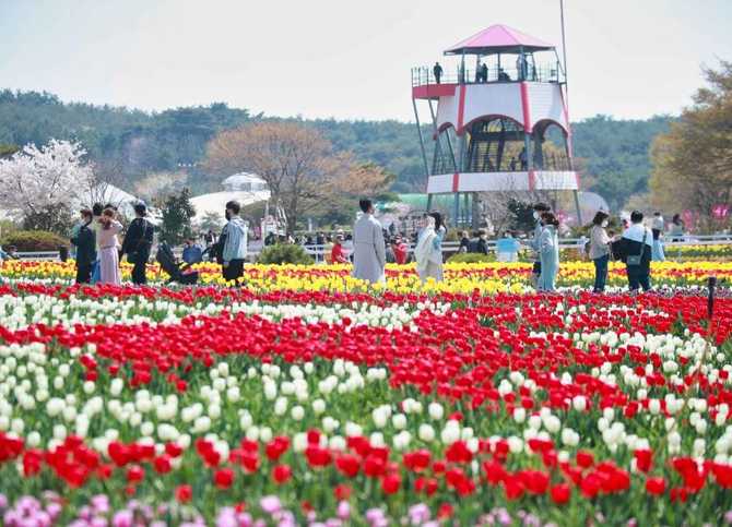 Discover Korea Flower Park - image 2