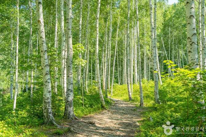 Discover the Beauty of Yeongyang - image 5