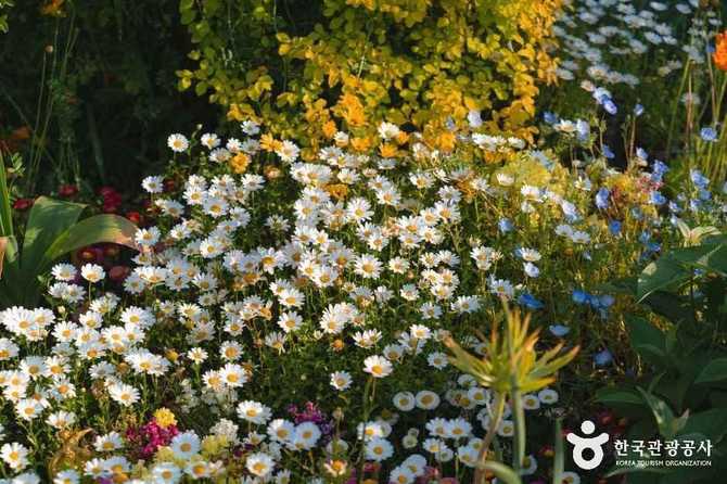 Discover Sejong Arboretum - image 5