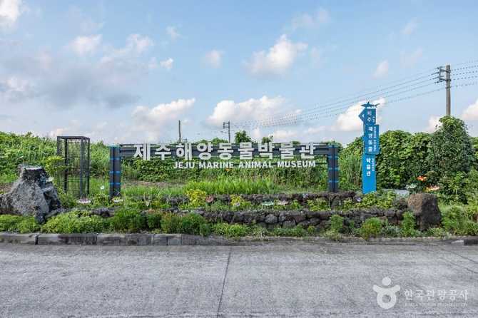 제주해양동물박물관 가이드: 해양생물 체험과 교육의 명소 2