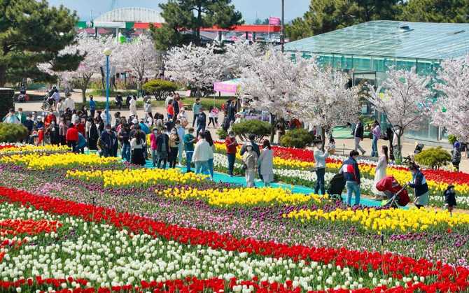 Discover Korea Flower Park - image 1