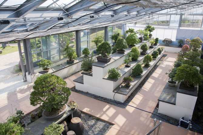 Discover 1004 Islands Bonsai Garden - image 6