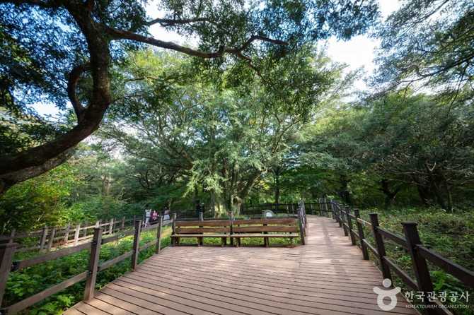 Explore Jeju's Visa Forest - image 5