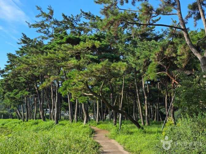 나주 드들강솔밭유원지, 자연 속 힐링과 휴식을 동시에 즐기기 6