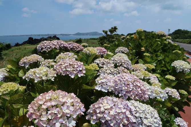 Jeju Island Hydrangea Path - image 1