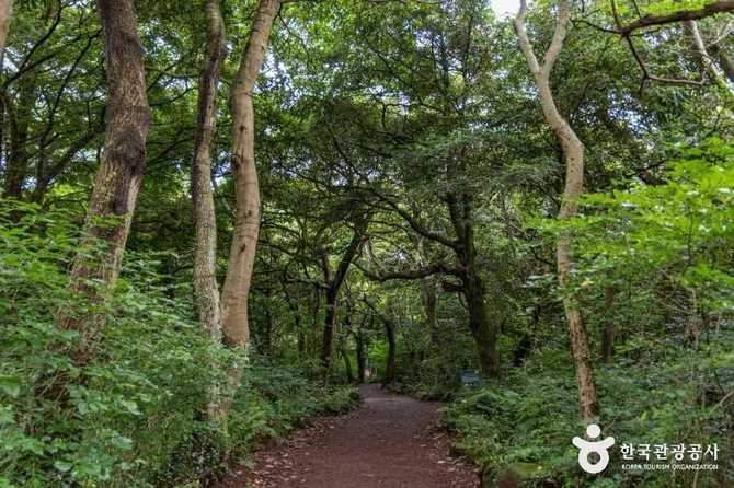 Explore Jeju's Visa Forest - image 8