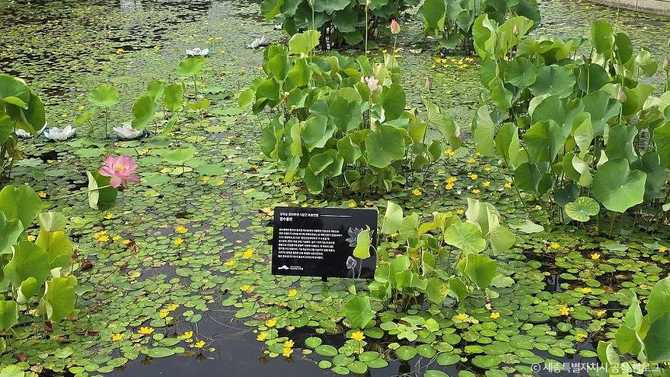 Discover Sejong Arboretum - image 23