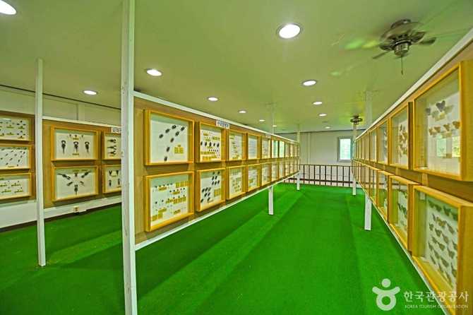 Suanbo Insect Museum - image 2