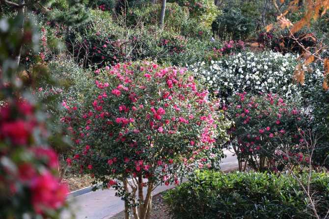 Discover 1004 Islands Bonsai Garden - image 12
