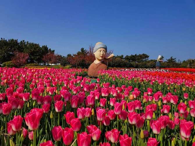 Discover Korea Flower Park - image 4
