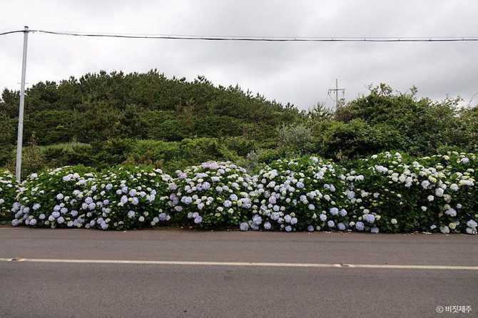 Jeju Island Hydrangea Path - image 5