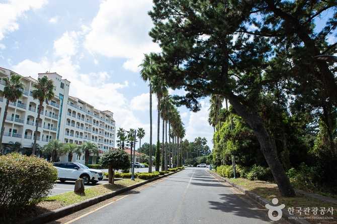 제주 금호리조트 여행 가이드: 최고의 숙박과 관광 명소 소개 4