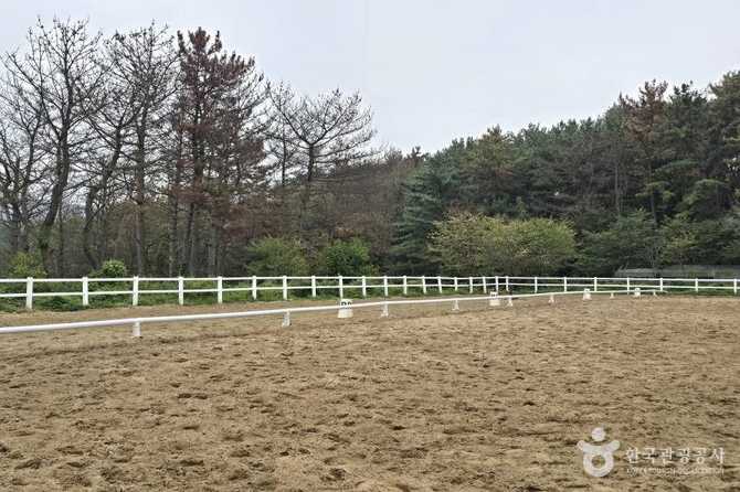 포항동해승마장 이용 가이드 및 체험 정보 7