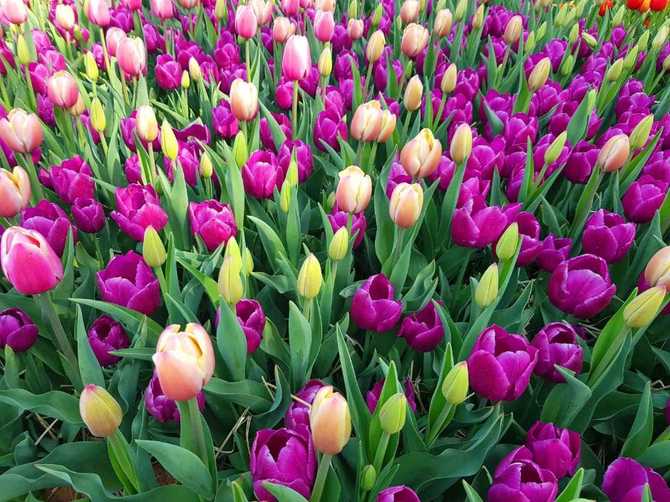 Discover Korea Flower Park - image 8