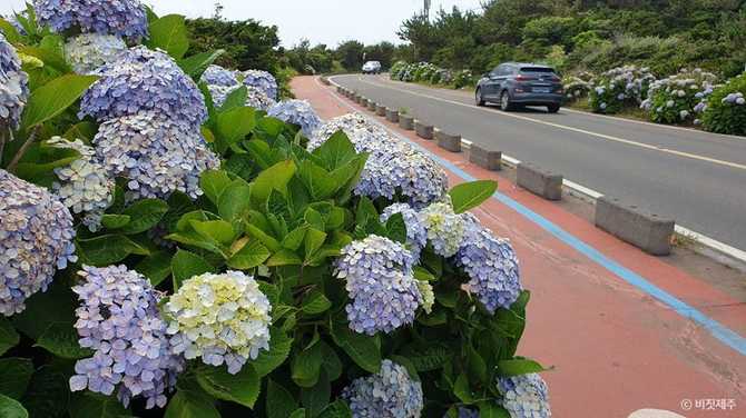 Jeju Island Hydrangea Path - image 4