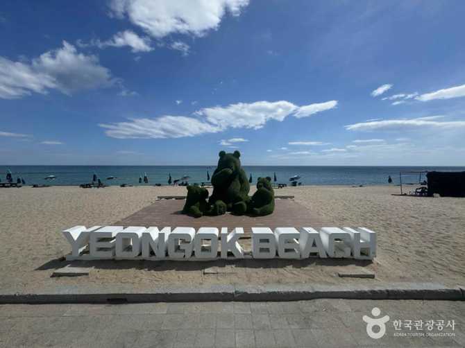 강릉 연곡해변 솔향기 캠핑장 정보와 이용 가이드 6