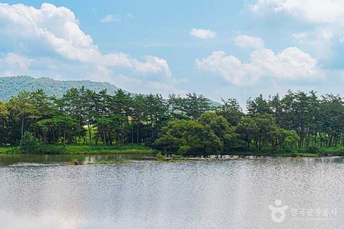 나주 드들강솔밭유원지, 자연 속 힐링과 휴식을 동시에 즐기기 11