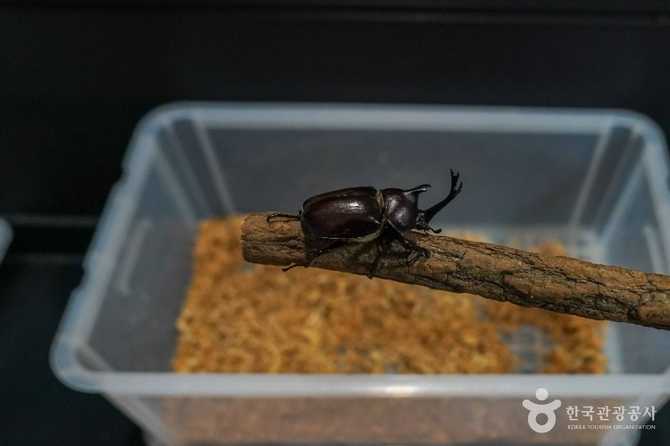 Experience Nature and Insects at - image 7