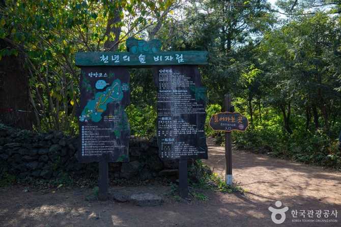 Explore Jeju's Visa Forest - image 9