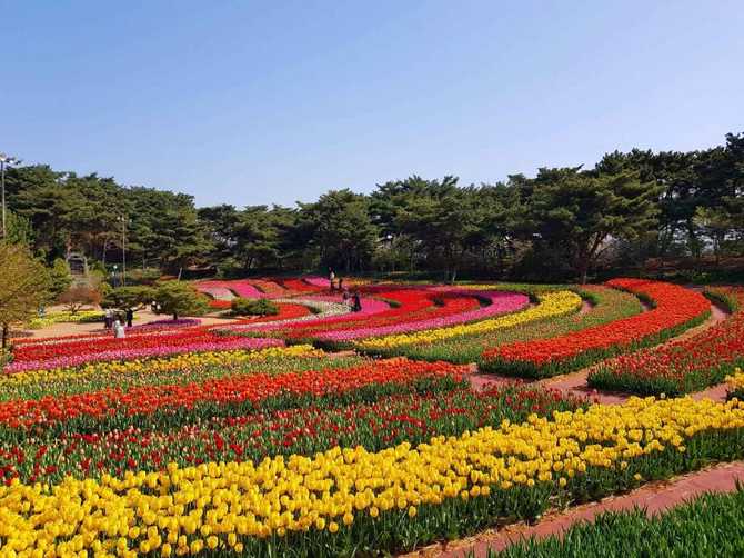Discover Korea Flower Park - image 7