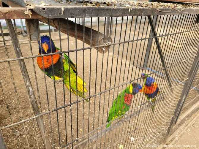 Experience Nature and Animal Encounters - image 7