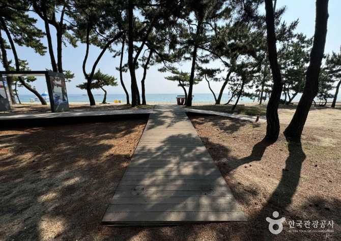 강릉 연곡해변 솔향기 캠핑장 정보와 이용 가이드 7