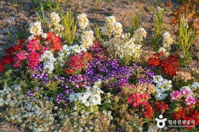 Discover Sejong Arboretum - image 24