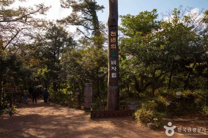 Explore Jeju's Visa Forest - image 13