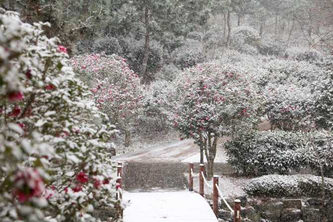 Discover 1004 Islands Bonsai Garden - image 14