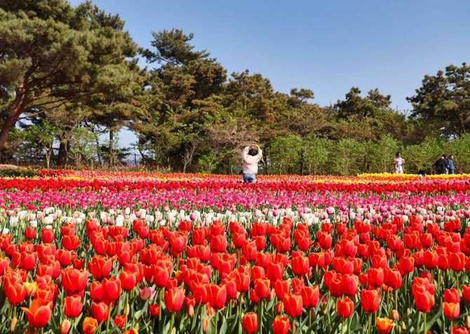 Discover Korea Flower Park - image 9