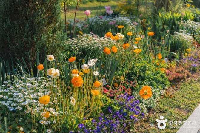 Discover Sejong Arboretum - image 30