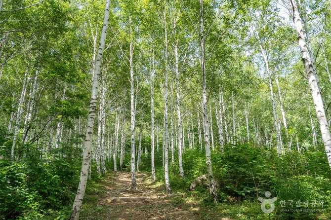 Discover the Beauty of Yeongyang - image 18