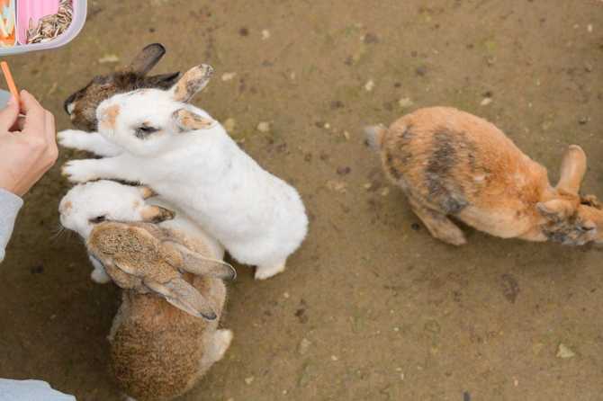 Experience Nature and Animal Encounters - image 9